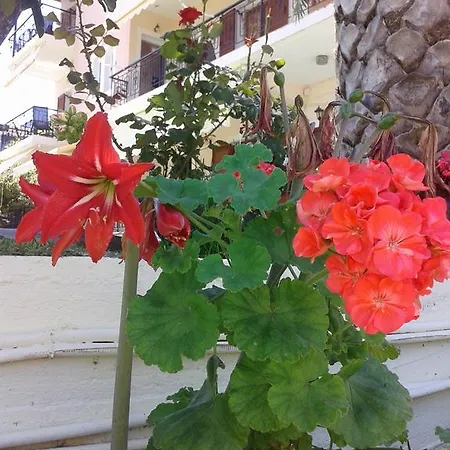 Aggeliki Lejlighed *