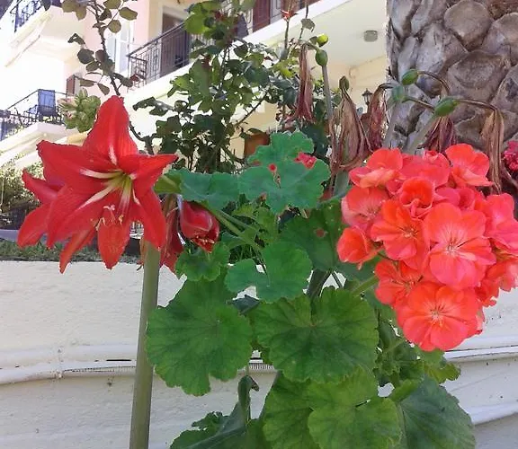 Aggeliki Apartamento *